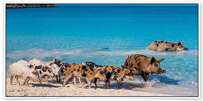จองโรงแรม ราคาถูก ราคาพิเศษ ที่เมือง เกรทเอกซูมา (Great Exuma)