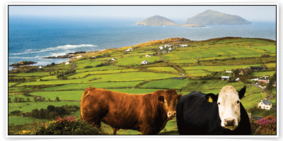 จองโรงแรม ราคาถูก ราคาพิเศษ ที่เมือง ดิงเกิล (Dingle)