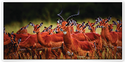 จองโรงแรม ราคาถูก ที่เมือง มาไซ มารา (Maasai Mara)