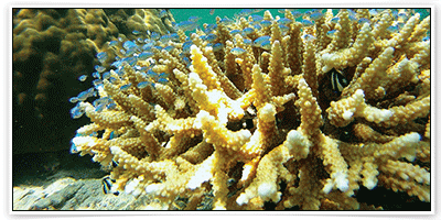 จองโรงแรม ราคาถูก ราคาพิเศษ ที่เมือง มาลินด้า (Malindi) 
