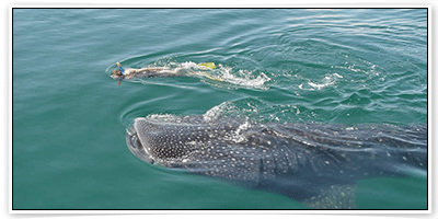 จองโรงแรม ราคาถูก ที่เมือง เกาะฮอลบ็อก (Holbox Island) 