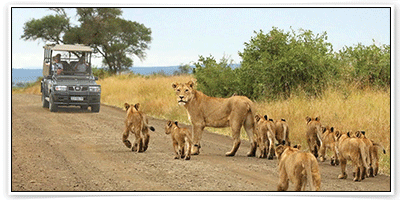 จองโรงแรม ที่เมือง ชาติครูเกอร์ (Kruger National Park) 